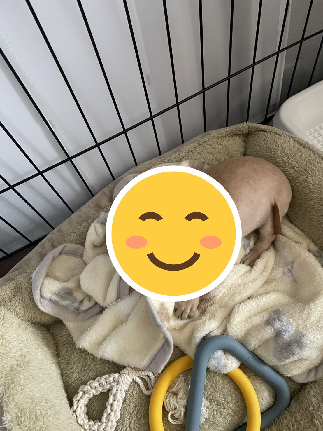 毎日可愛くて癒しをたくさんもらえてます🐶💕