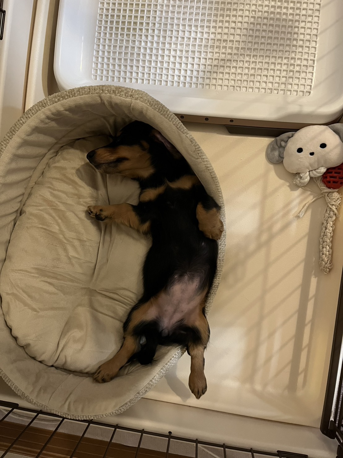 ちょっとおてんばだけど可愛くて毎日楽しいです
