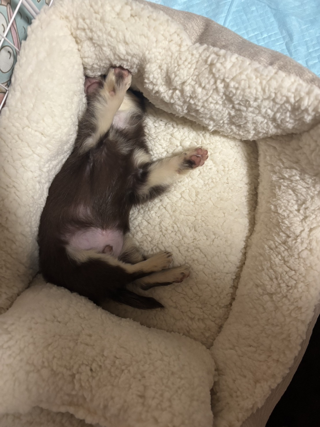 とっても可愛くて毎日癒されてます🥺