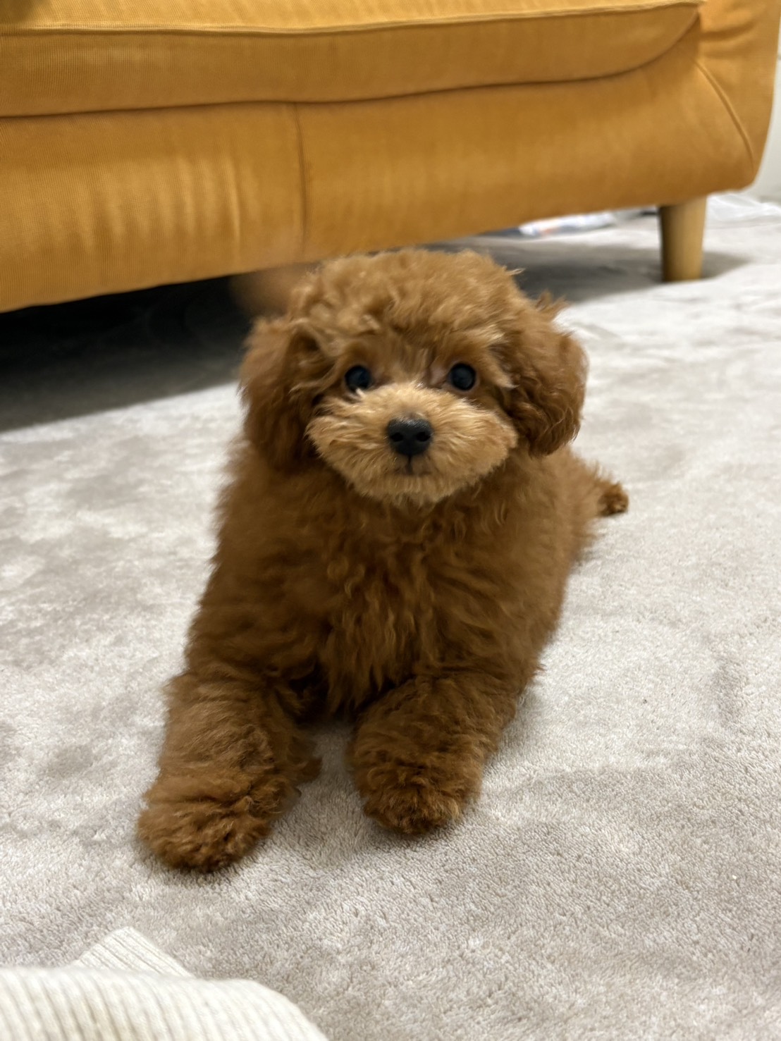 休みの日はテレビばかり見ている毎日でしたが、ワンちゃんを迎…