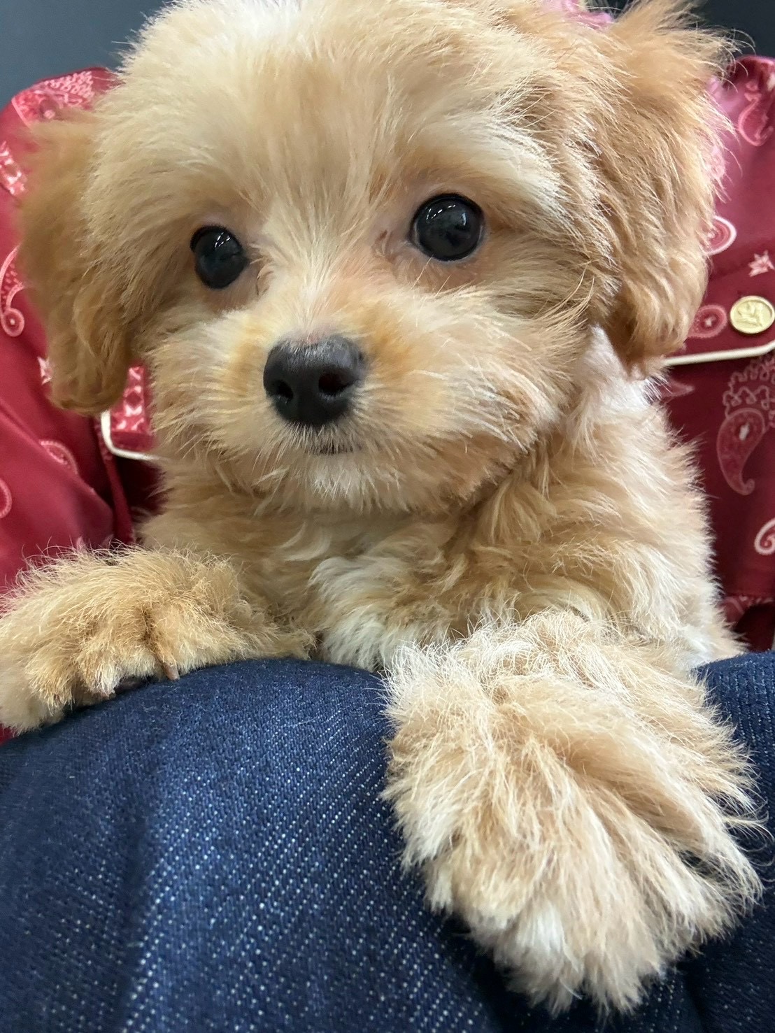 くるみからの〜「ココ」に名前を変えました❣️