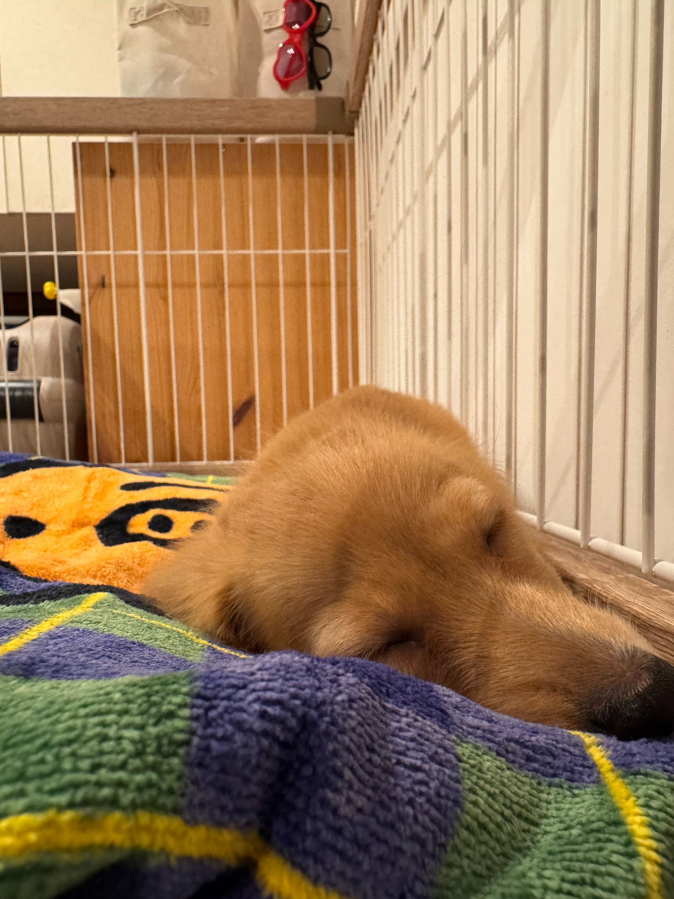 お迎えして数日が経ち、少しずつむぎも新しい環境に慣れていっ…