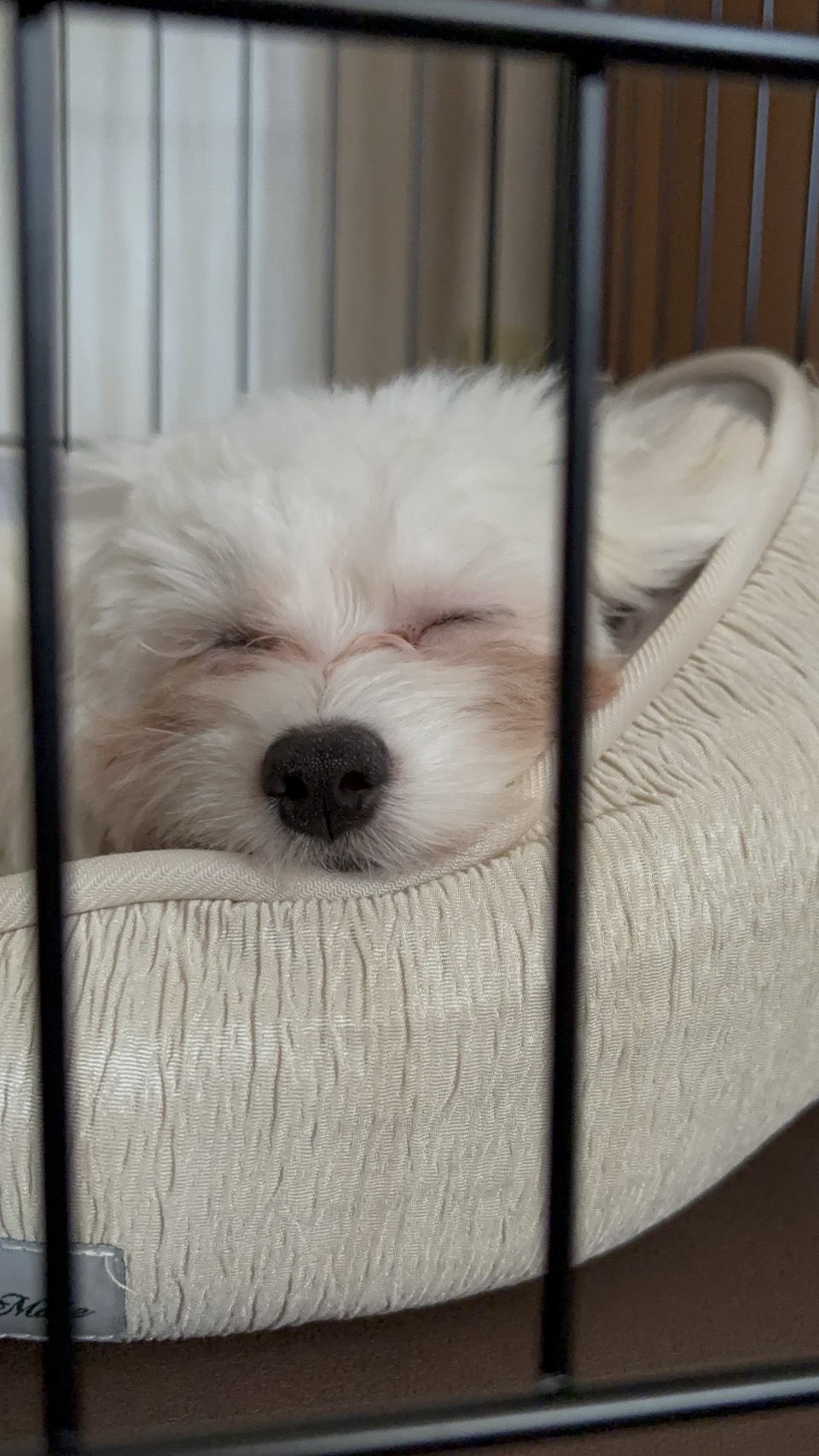 まだまだ分からないことばかりですが、ほんとにかわいくて、家…