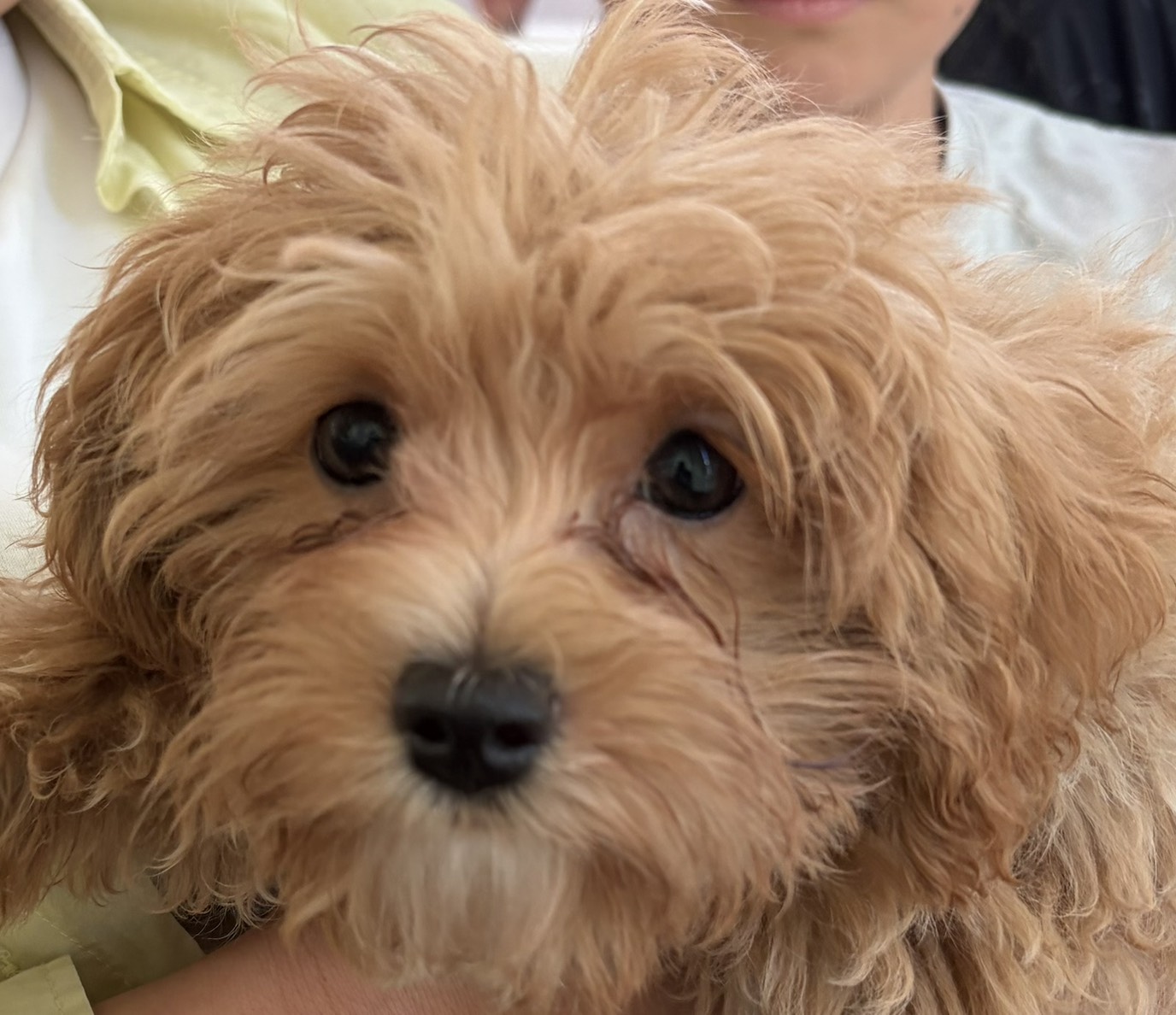 子供の頃から子犬でも怖くて苦手でしたが、一緒に生活していく…