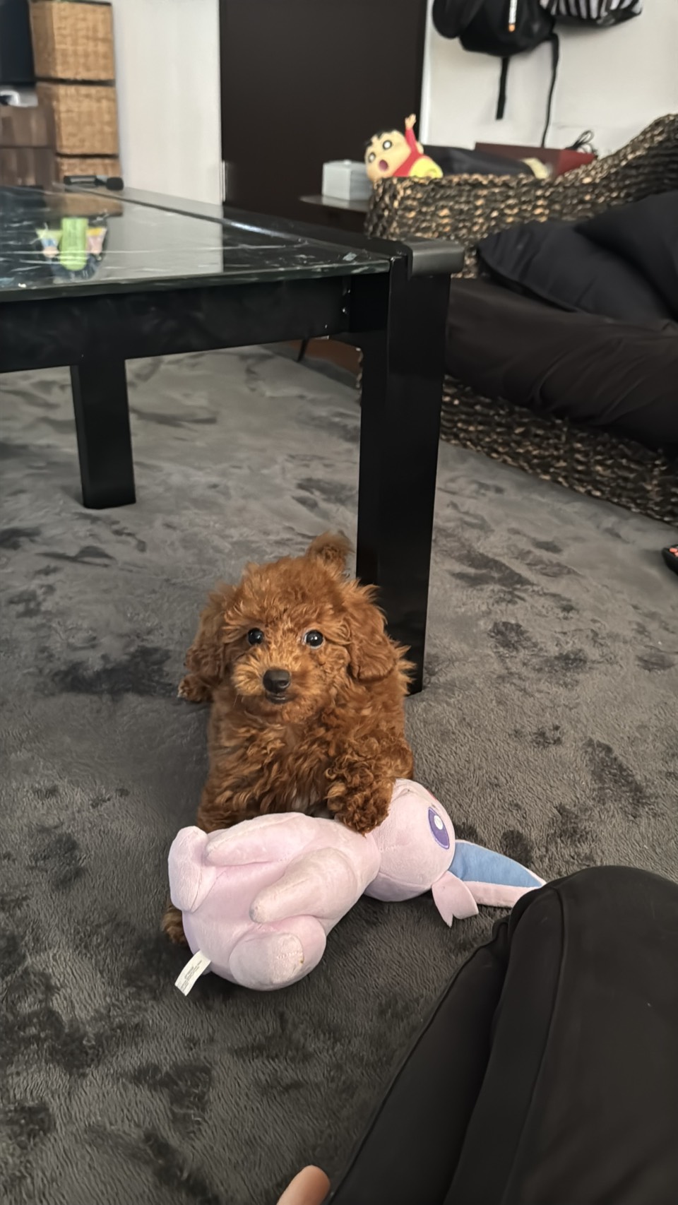 元気で甘えん坊で癒されます🐕